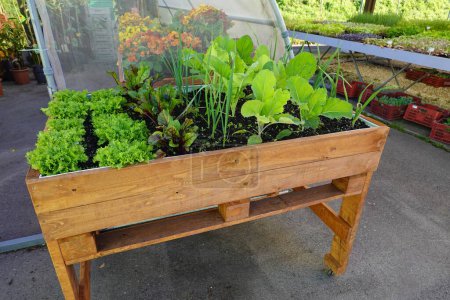 growing in urban containers. vegetable garden on the terrace or balcony with cultivation table