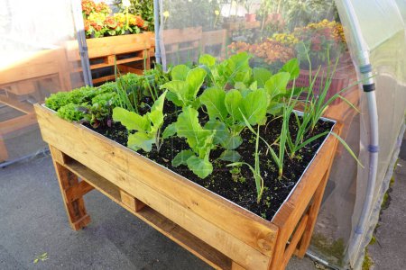 Téléchargez les photos : Terrasse table de culture en palettes de bois. cultiver à domicile dans des conteneurs - en image libre de droit