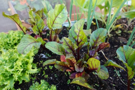 detail of beet cultivation. beet leaves growing on urban cultivation table.