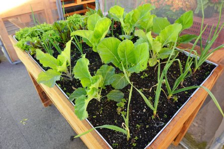 home growing table. planting in containers on the balcony or terrace. crops growing.