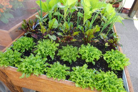 cultivation of escarole on a growing table with beets in containers