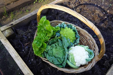 wicker basket with autumn harvest, cauliflower, cabbage, broccoli and chard crops