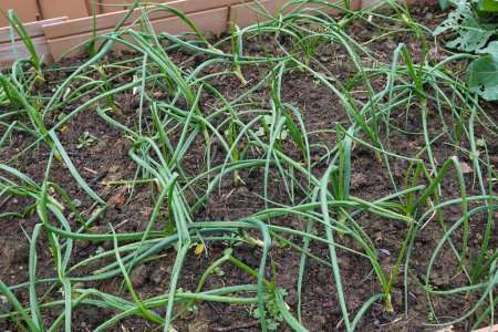 young onion field. onion plants growing together in the vegetable garden.