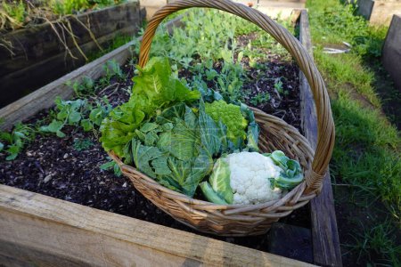 wicker basket with harvest of cruciferous plants, cauliflower, cabbage, romanesco, etc.