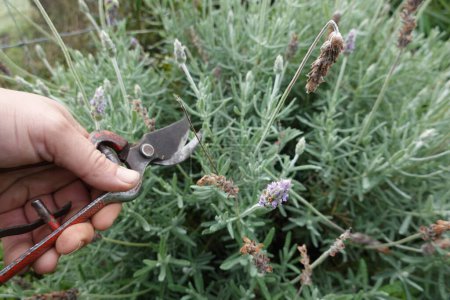 Photo for Man with scissors for pruning dried lavender flowers. lavender pruning - Royalty Free Image