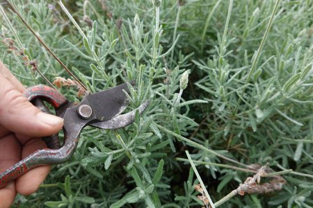 Photo for Man with pruning shears to perform lavender bush pruning - Royalty Free Image