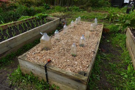 Holzhochbeet mit Mulch und Plastikflaschen zum Pflanzenschutz