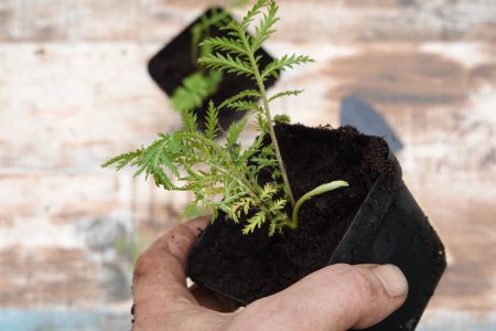 man holding pot with young tansy plant . medicinal tansy plant.