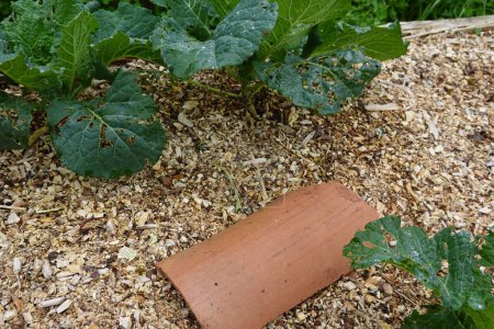 roof tile on the soil next to mulch in the vegetable garden to make a snail trap.