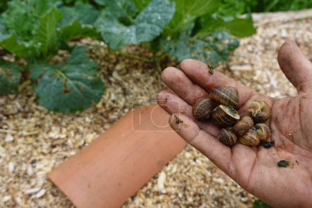 man removes snails from crops. snail infestation in the vegetable garden. slug trap with roof tiles.