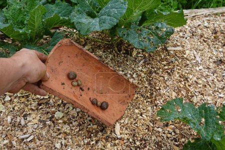 effective trap for snails in the vegetable garden. snail pest in the crops. snails in tiles.