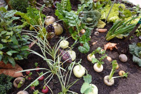 urban vegetable garden with root crops associated with other plants. cultivation of turnips, onions, radishes, chard,...