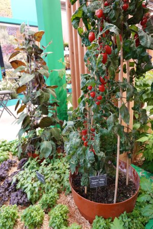Tomatenanbau zu Hause. Kirschpflanze voller Topffrüchte