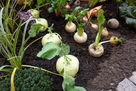 turnip cultivation in the vegetable garden. root crops association. companion plants