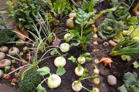 many crops together, association of crops in the vegetable garden, turnips, onions, chard, cabbage...