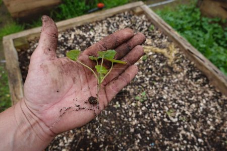 man holds nasturtium plant for planting in the garden, plant with seed and root