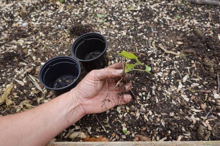 homme détient plante de nasturtium pour la plantation en pot, plante avec des racines et des jeunes feuilles
