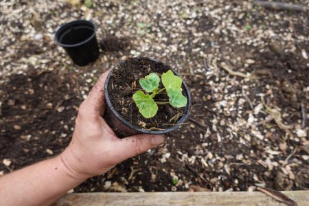 young potted nasturtium plant growing happily