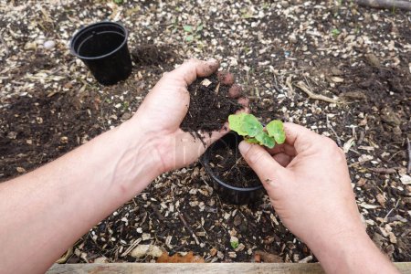 growing nasturtium in pots. man transplanting nasturtium in pots with fertile soil