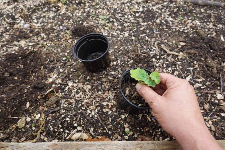 homme jeune plante de rhinturtium en pot avec substrat fertile