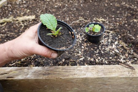 Téléchargez les photos : Plante de bourrache en pot. jeune plante médicinale en pot. - en image libre de droit