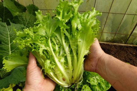 Ökologischer Anbau von Escarole-Salat, Mann hält frisch geernteten Endiviensalat