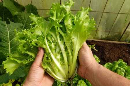 Ökologischer Anbau von Escarole-Salat, Mann hält frisch geernteten Endiviensalat