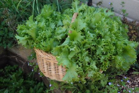 wicker basket with freshly harvested escarole cultivation in the vegetable garden. endive cultivation
