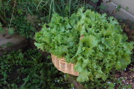 basket full of freshly harvested escarole in the vegetable garden. cultivation of organic endive