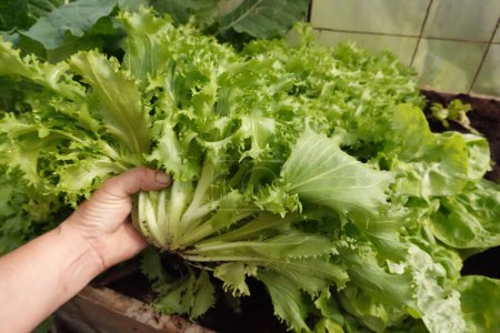 Bauer hält frisch geerntete Escola im Gemüsegarten. frischer biologisch angebauter Endivien