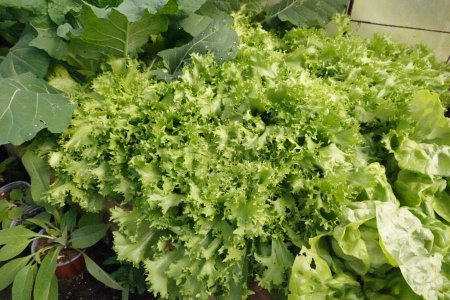 escarole ready to harvest in the vegetable garden. raised bed cultivation of endive.