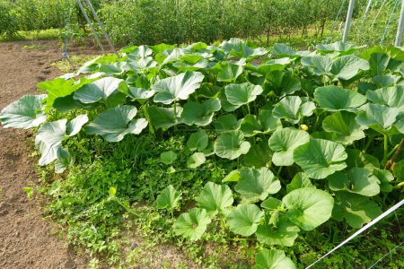 Organic pumpkin plant with large green leaves growing in bush on horticulture field in sunny daylight against blurred plantation in countryside