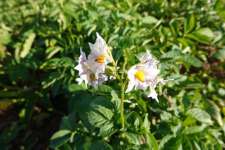 Blossoming white flower potato plants with gentle petals and pleasant aroma growing in horticulture garden in sunny day against blurred background in countryside