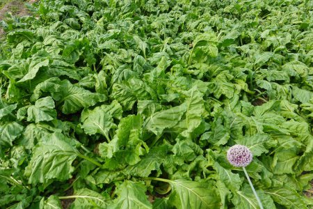 Top view of seasonal crop of fresh lush green lettuce leaf plants growing in abundance in agricultural field in countryside