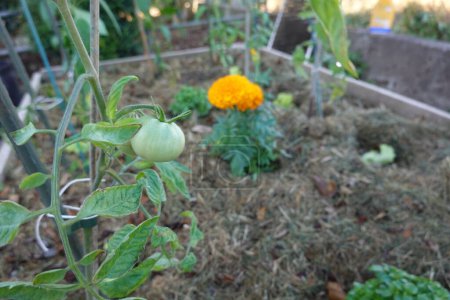 Organic tomato plant with green leaves and marigold flowers growing on farm field of agricultural plantation