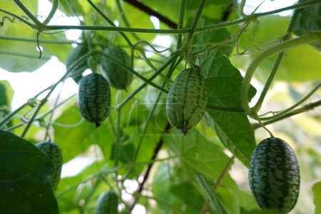 Fresh leaves and ripe fruits of mouse melon or cucamelon in garden ready for harvest