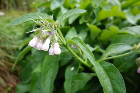 Common comfrey plant or symphytum officinale with blooming petals for organic medicine cultivated on greenhouse