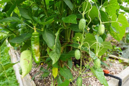 Green vegetable plants cultivated on farm under bright sunlight in rural environment