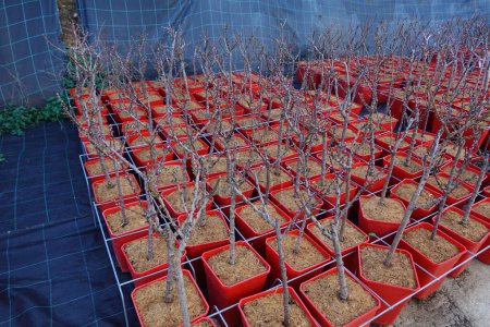 Saplings of fruit trees in potted plants for sale at nursery on sunny summer day