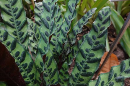 A plant with green leaves and black spots. The leaves are arranged in a spiral pattern. The plant is surrounded by dirt and has a brownish hue