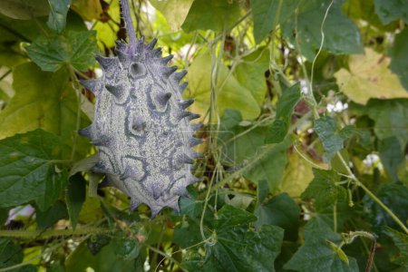 A large, spiky fruit is hanging from a vine. The fruit is green and yellow, and it has a lot of spikes on it. The image has a mood of curiosity and intrigue