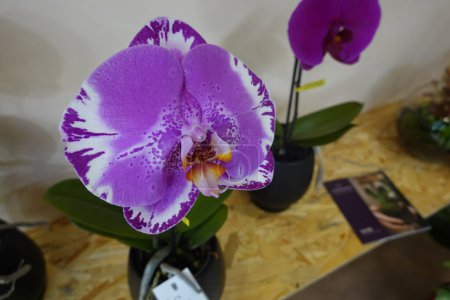 Photo for A purple and white orchid is in a vase. The flower is the main focus of the image - Royalty Free Image