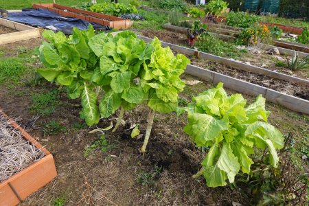 High angle of row of green lettuce leaves growing on agricultural farm with various plants in enclosures of garden in daylight