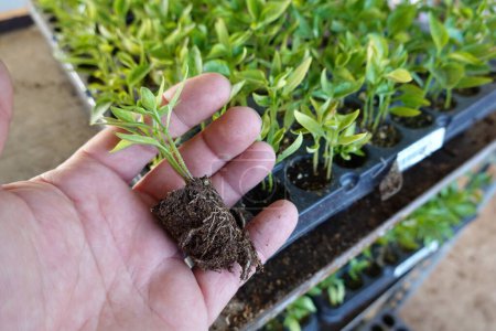 Photo for From above of anonymous hand with young fresh herbal leaves uprooted from plant tray in greenhouse - Royalty Free Image