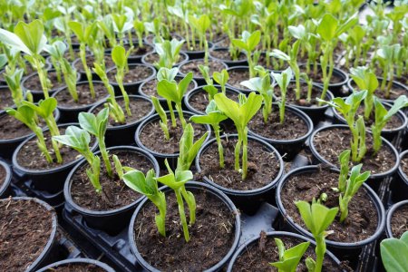 Filas de plantas vegetales verdes cultivadas en bandeja de semillas con suelo fértil en invernadero bajo la luz del sol en el entorno rural