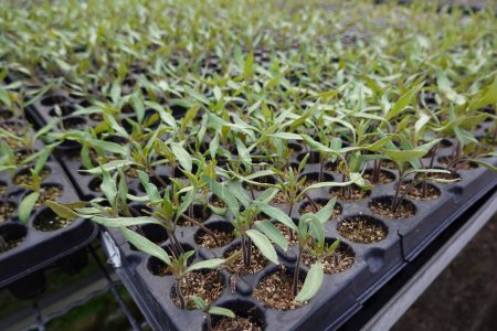 From above of young herbal plants with lush green foliage sprouting in seedbed in greenhouse