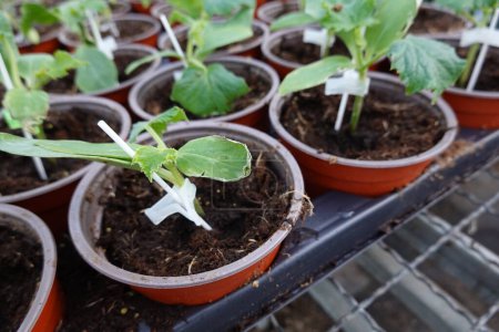 From above of green leaf seedlings growing in pots soil while placed on tray and plastic stick attached to stems in greenhouse