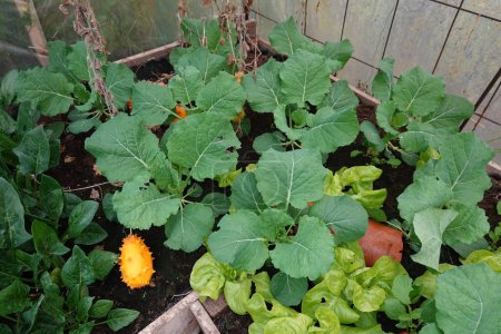 From above of fresh green plant with yellow horned melon growing in greenhouse along with lettuce in daylight against wall