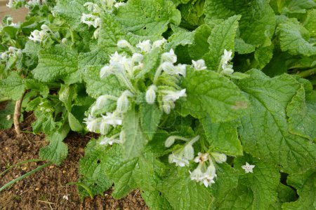 A plant with green leaves and white flowers. The flowers are small and clustered together. The plant is growing in a garden