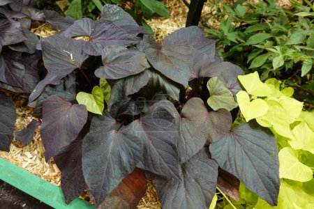 A plant with purple leaves is growing in a garden. The plant is surrounded by other plants, including some with yellow leaves. The garden appears to be well-maintained and colorful
